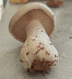 Гриб из Павловский Посад