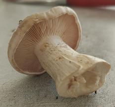 Гриб из Павловский Посад