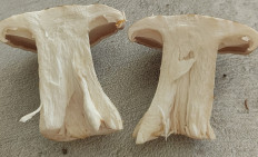 Гриб из Павловский Посад