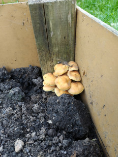 Гриб из Москва