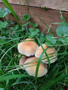 Гриб из Москва