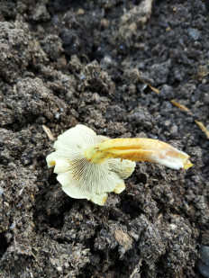 Гриб из Москва