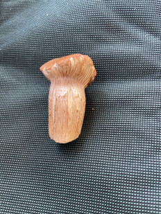 Гриб из Жуков Калужская область