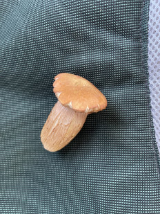 Гриб из Жуков Калужская область