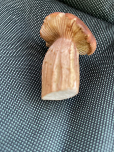 Гриб из Жуков Калужская область