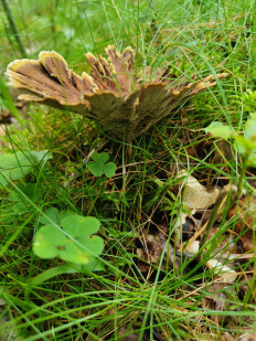 Гриб из Гвардейск