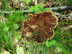 Гриб из Гвардейск