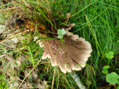 Гриб из Гвардейск