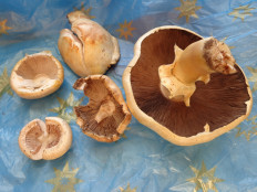 Гриб из Ижевск