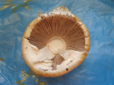 Гриб из Ижевск