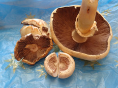 Гриб из Ижевск