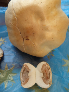 Гриб из Ижевск