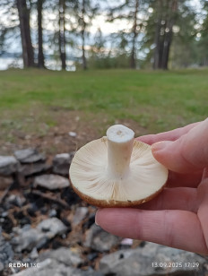 Гриб из Екатеринбург