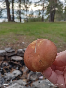 Гриб из Екатеринбург