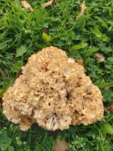 Спарассис курчавый