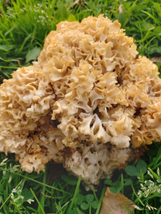 Спарассис курчавый