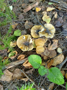 Гриб из Москва