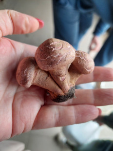 Мокруха пурпуровая