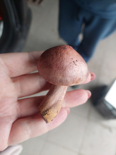 Мокруха пурпуровая