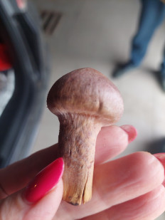 Мокруха пурпуровая