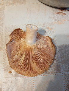 Гриб из Смоленск