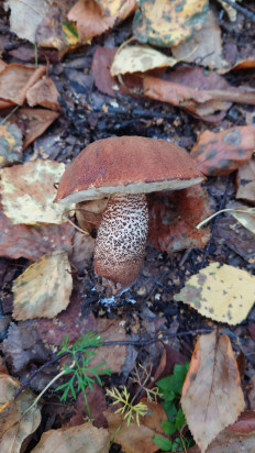 Подосиновик красный