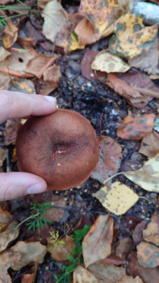 Подосиновик красный