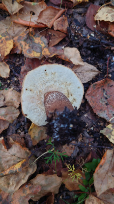 Подосиновик красный