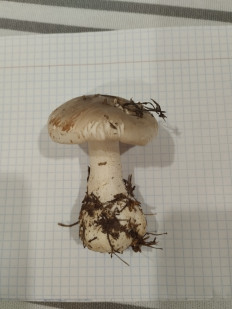 Гриб из Москва