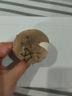 Гриб из Москва