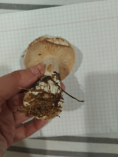 Гриб из Москва