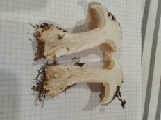 Гриб из Москва