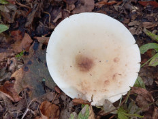 Гриб из Стерлитамак Башкирия