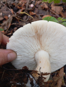 Гриб из Стерлитамак Башкирия