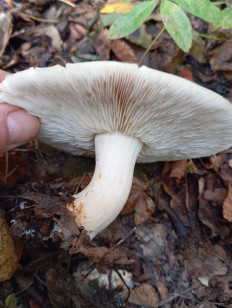 Гриб из Стерлитамак Башкирия