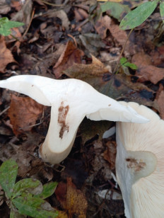 Гриб из Стерлитамак Башкирия