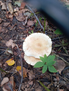 Гриб из Стерлитамак Башкирия