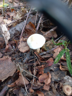 Гриб из Стерлитамак Башкирия