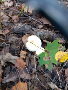 Гриб из Стерлитамак Башкирия