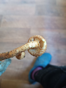 Гриб из Тула