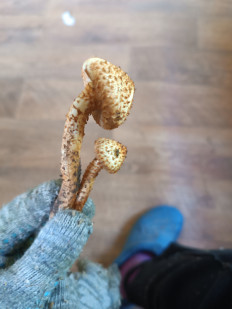 Гриб из Тула