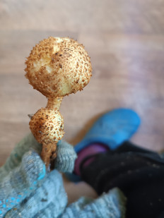 Гриб из Тула