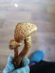 Гриб из Тула