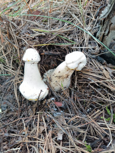 Гриб из Krasnoyarsk