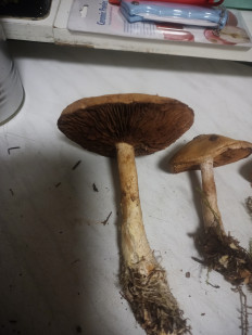 Гриб из москва