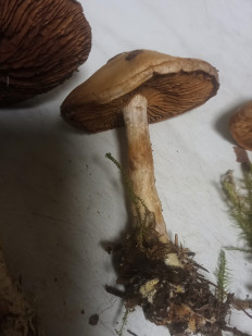 Гриб из москва