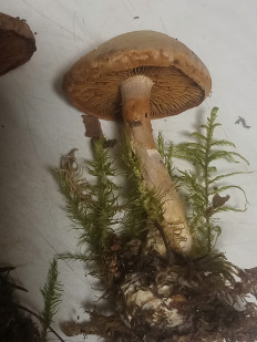 Гриб из москва