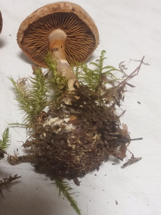 Гриб из москва