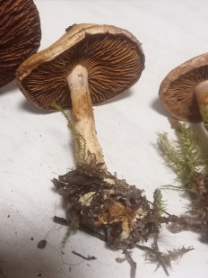 Гриб из москва