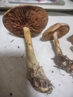 Гриб из москва